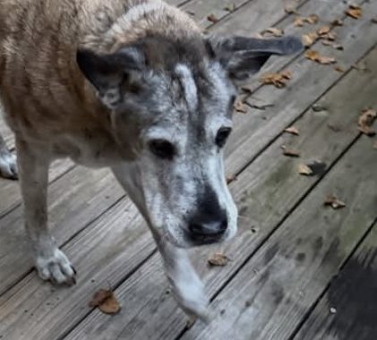 A gray-muzzled senior dog walking across a wooden deck during a pet sitting visit